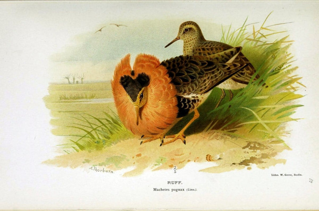 Coloured figures of the birds of the British Islands / issued by Lord Lilford. London :R | Birds "Great Britain" "Pictorial works"  | Vintage Print Reproduction 456099