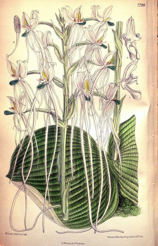 Curtis's botanical magazine. London ; New York [etc.] :Academic Press [etc.]. | "Botanical illustration" Botany Periodicals "Pictorial works" "Plants, Ornamental"  | Vintage Print Reproduction 456100