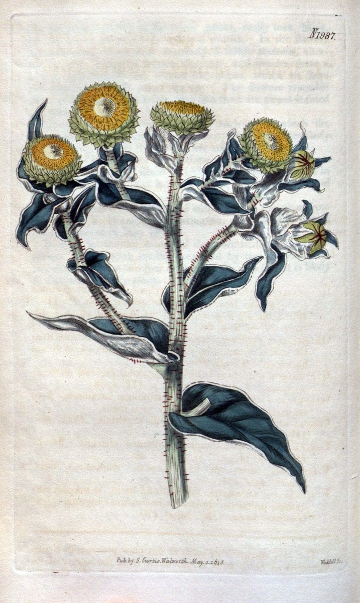 Curtis's botanical magazine. London ; New York [etc.] :Academic Press [etc.]. | "Botanical illustration" Botany Periodicals "Pictorial works" "Plants, Ornamental"  | Vintage Print Reproduction 456101