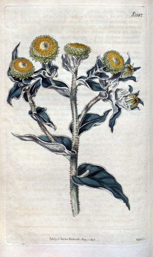 Curtis's botanical magazine. London ; New York [etc.] :Academic Press [etc.]. | "Botanical illustration" Botany Periodicals "Pictorial works" "Plants, Ornamental"  | Vintage Print Reproduction 456101
