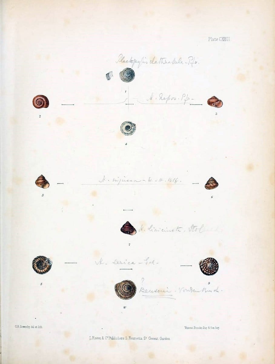 Conchologia indica,.London,1870-1876.. |  | Vintage Print Reproduction 456102