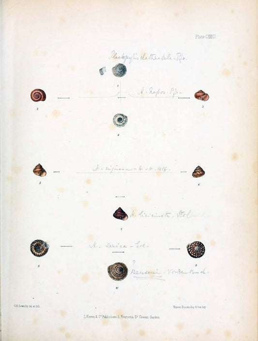Conchologia indica,.London,1870-1876.. |  | Vintage Print Reproduction 456102