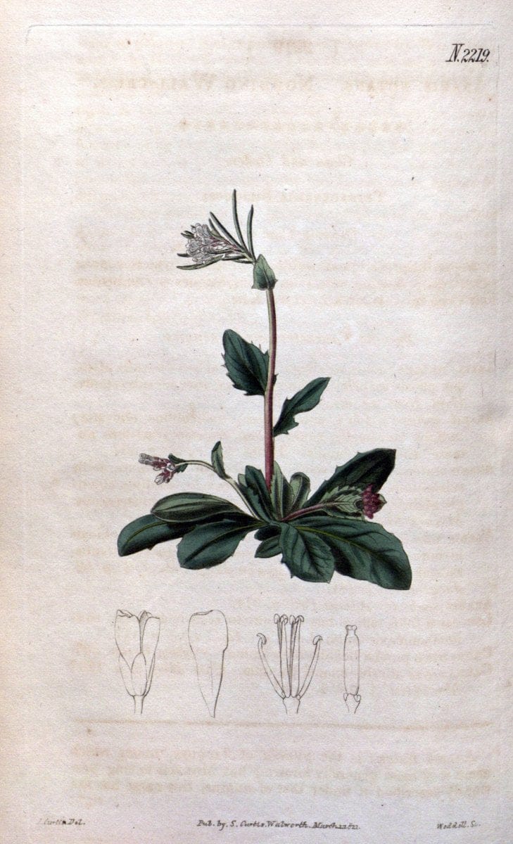 Curtis's botanical magazine. London ; New York [etc.] :Academic Press [etc.]. | "Botanical illustration" Botany Periodicals "Pictorial works" "Plants, Ornamental"  | Vintage Print Reproduction 456103