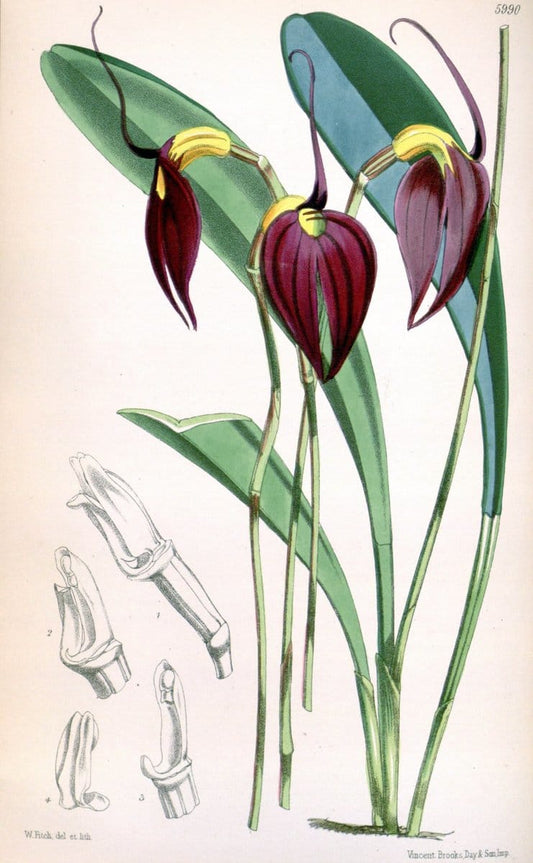 Curtis's botanical magazine. London ; New York [etc.] :Academic Press [etc.]. | "Botanical illustration" Botany Periodicals "Pictorial works" "Plants, Ornamental"  | Vintage Print Reproduction 456104