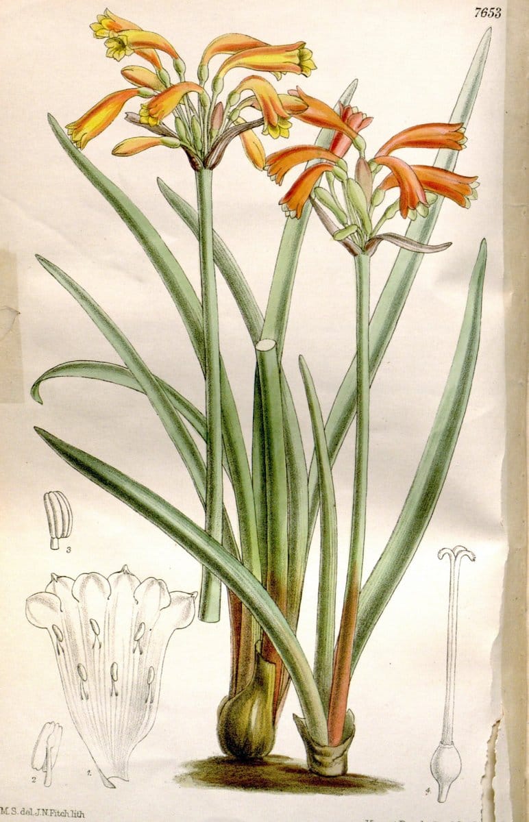 Curtis's botanical magazine. London ; New York [etc.] :Academic Press [etc.]. | "Botanical illustration" Botany Periodicals "Pictorial works" "Plants, Ornamental"  | Vintage Print Reproduction 456105