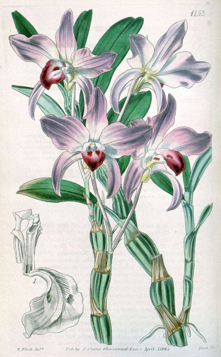 Curtis's botanical magazine. London ; New York [etc.] :Academic Press [etc.]. | "Botanical illustration" Botany Periodicals "Pictorial works" "Plants, Ornamental"  | Vintage Print Reproduction 456106