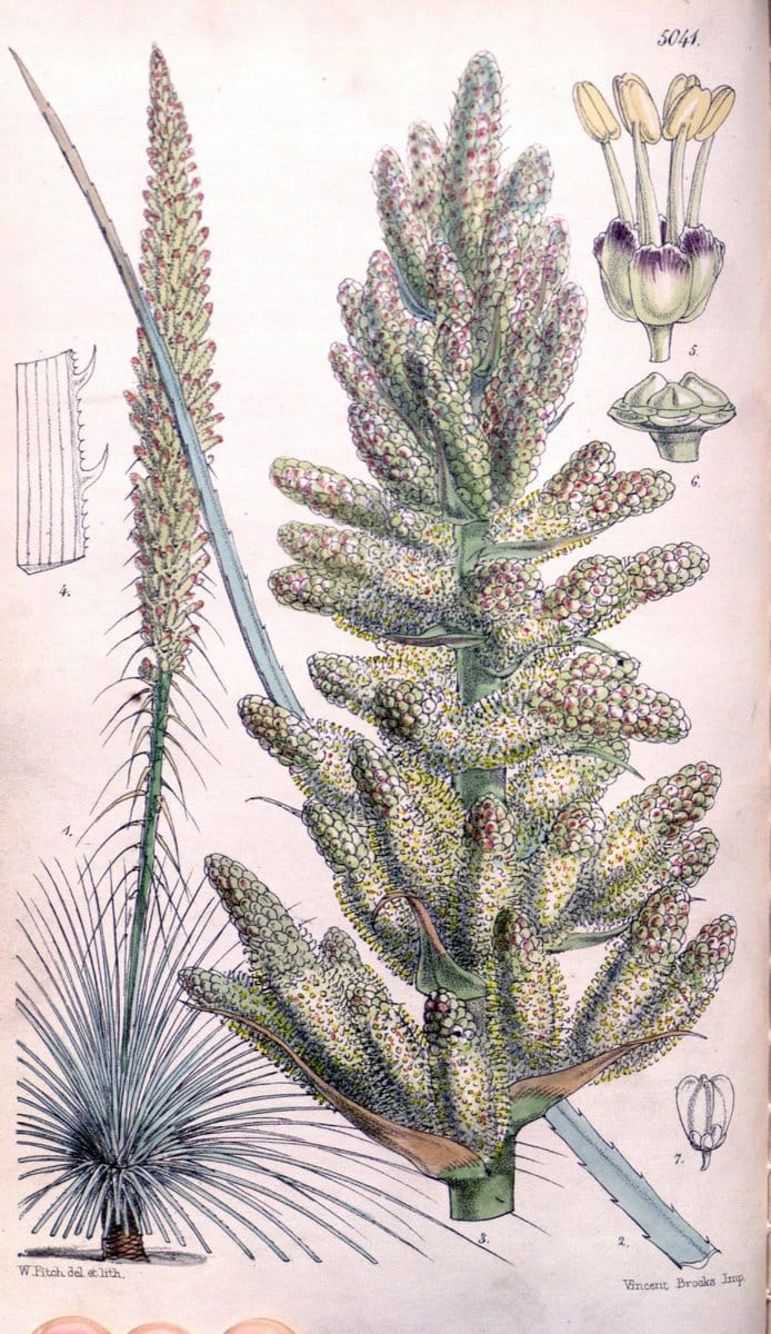 Curtis's botanical magazine. London ; New York [etc.] :Academic Press [etc.]. | "Botanical illustration" Botany Periodicals "Pictorial works" "Plants, Ornamental"  | Vintage Print Reproduction 456107