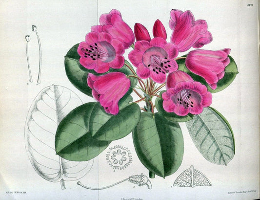 Curtis's botanical magazine. London ; New York [etc.] :Academic Press [etc.]. | "Botanical illustration" Botany Periodicals "Pictorial works" "Plants, Ornamental"  | Vintage Print Reproduction 456108