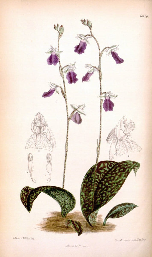 Curtis's botanical magazine. London ; New York [etc.] :Academic Press [etc.]. | "Botanical illustration" Botany Periodicals "Pictorial works" "Plants, Ornamental"  | Vintage Print Reproduction 456109