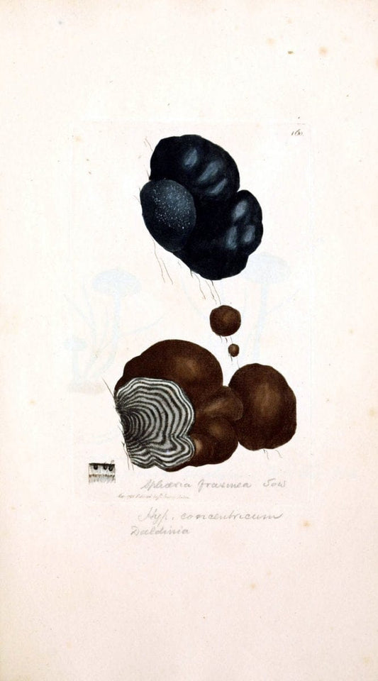 Coloured figures of English fungi or mushrooms. London,Printed by J. Davis,1797-[1809]. | England Mushrooms  | Vintage Print Reproduction 456110