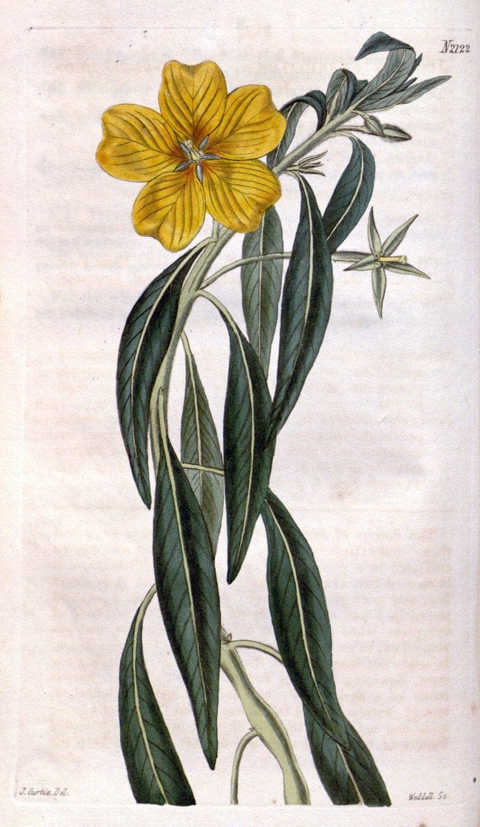 Curtis's botanical magazine. London ; New York [etc.] :Academic Press [etc.]. | "Botanical illustration" Botany Periodicals "Pictorial works" "Plants, Ornamental"  | Vintage Print Reproduction 456111