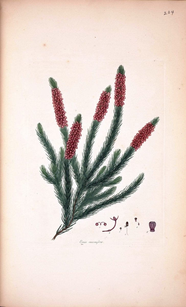 Coloured engravings of heaths :.London  | 1802 "19th century" Botany England Erica Ericaceae Etching "Graphic media :" Handcolored History "Pictorial works"  | Vintage Print Reproduction 456112