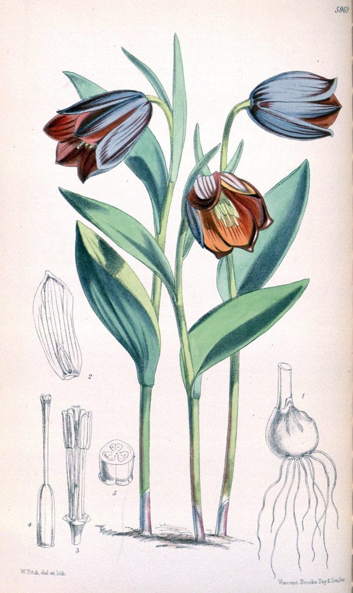 Curtis's botanical magazine. London ; New York [etc.] :Academic Press [etc.]. | "Botanical illustration" Botany Periodicals "Pictorial works" "Plants, Ornamental"  | Vintage Print Reproduction 456113