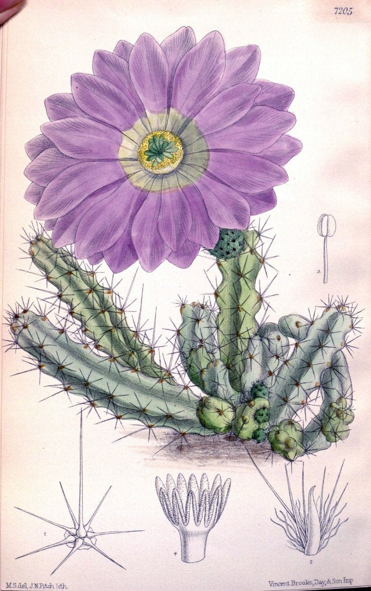 Curtis's botanical magazine. London ; New York [etc.] :Academic Press [etc.]. | "Botanical illustration" Botany Periodicals "Pictorial works" "Plants, Ornamental"  | Vintage Print Reproduction 456114