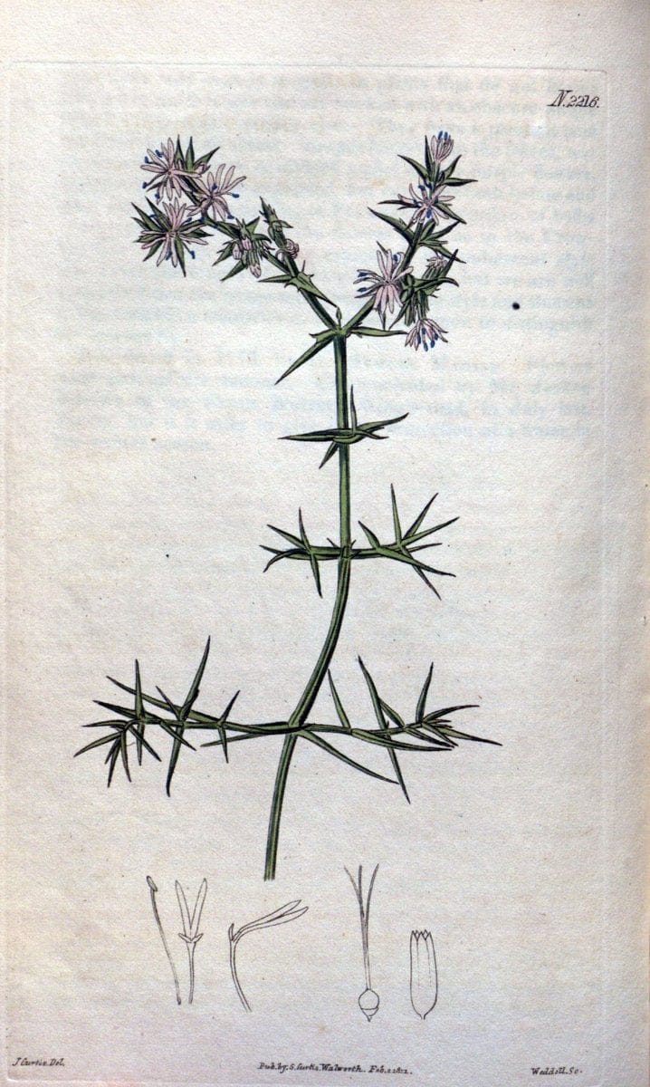 Curtis's botanical magazine. London ; New York [etc.] :Academic Press [etc.]. | "Botanical illustration" Botany Periodicals "Pictorial works" "Plants, Ornamental"  | Vintage Print Reproduction 456115