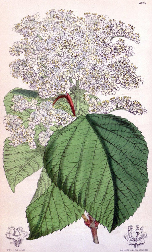 Curtis's botanical magazine. London ; New York [etc.] :Academic Press [etc.]. | "Botanical illustration" Botany Periodicals "Pictorial works" "Plants, Ornamental"  | Vintage Print Reproduction 456116