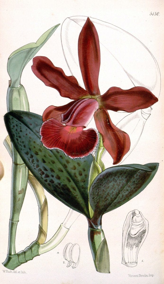 Curtis's botanical magazine. London ; New York [etc.] :Academic Press [etc.]. | "Botanical illustration" Botany Periodicals "Pictorial works" "Plants, Ornamental"  | Vintage Print Reproduction 456117