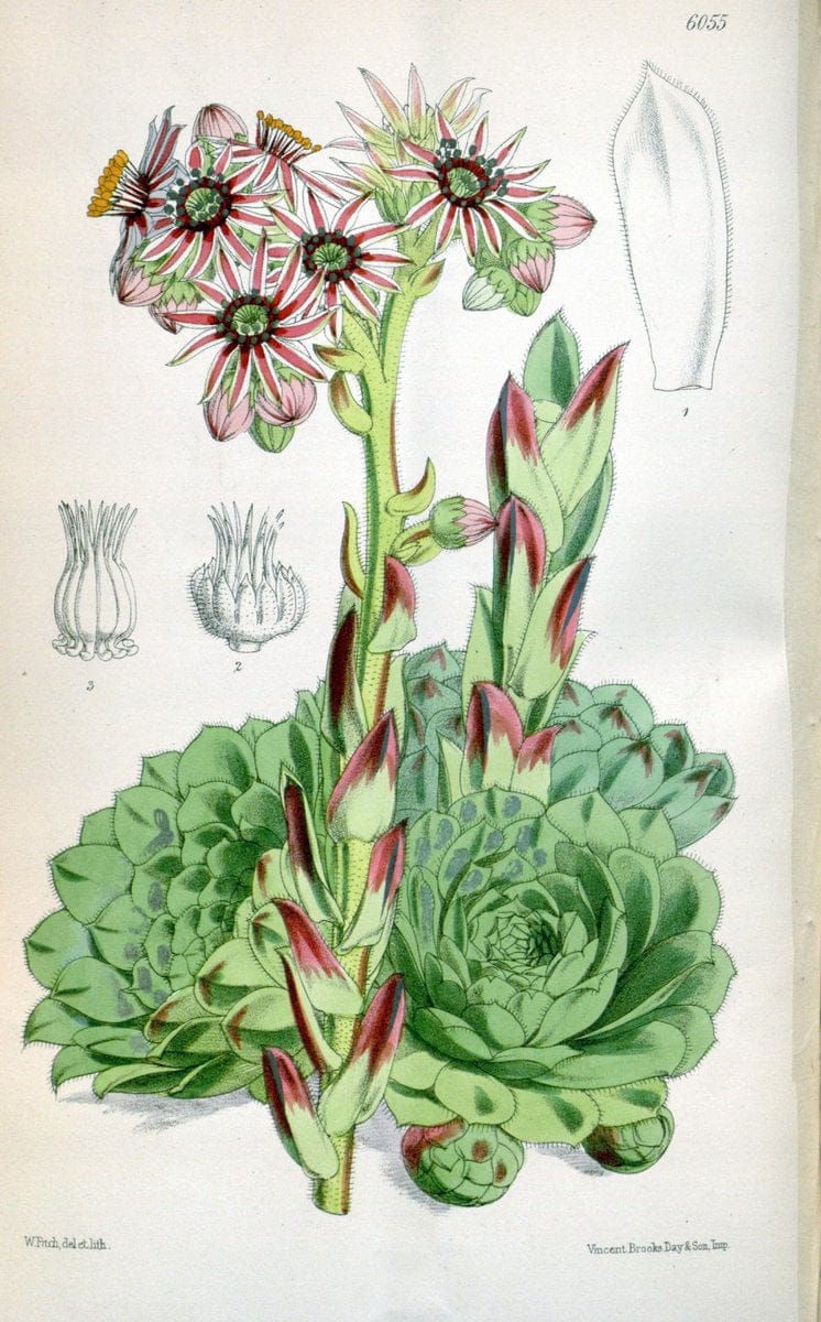 Curtis's botanical magazine. London ; New York [etc.] :Academic Press [etc.]. | "Botanical illustration" Botany Periodicals "Pictorial works" "Plants, Ornamental"  | Vintage Print Reproduction 456118