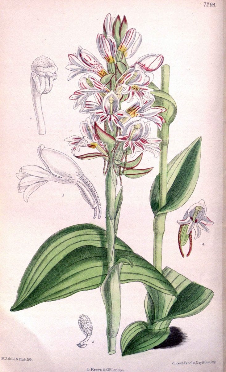 Curtis's botanical magazine. London ; New York [etc.] :Academic Press [etc.]. | "Botanical illustration" Botany Periodicals "Pictorial works" "Plants, Ornamental"  | Vintage Print Reproduction 456119