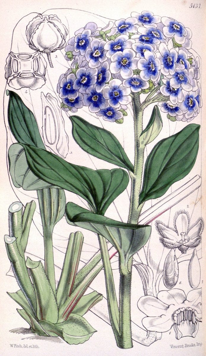 Curtis's botanical magazine. London ; New York [etc.] :Academic Press [etc.]. | "Botanical illustration" Botany Periodicals "Pictorial works" "Plants, Ornamental"  | Vintage Print Reproduction 456120