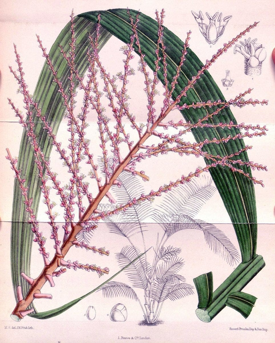 Curtis's botanical magazine. London ; New York [etc.] :Academic Press [etc.]. | "Botanical illustration" Botany Periodicals "Pictorial works" "Plants, Ornamental"  | Vintage Print Reproduction 456121