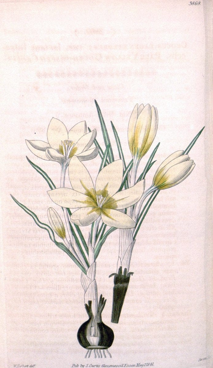 Curtis's botanical magazine. London ; New York [etc.] :Academic Press [etc.]. | "Botanical illustration" Botany Periodicals "Pictorial works" "Plants, Ornamental"  | Vintage Print Reproduction 456122