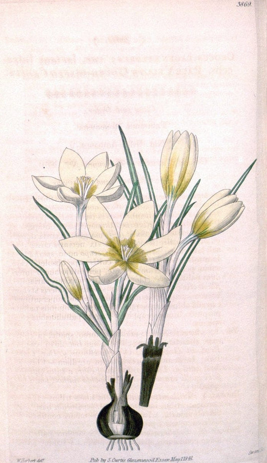 Curtis's botanical magazine. London ; New York [etc.] :Academic Press [etc.]. | "Botanical illustration" Botany Periodicals "Pictorial works" "Plants, Ornamental"  | Vintage Print Reproduction 456122