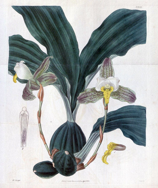 Curtis's botanical magazine. London ;New York [etc.] :Academic Press [etc.]. | Botany Periodicals "Pictorial works"  | Vintage Print Reproduction 456123