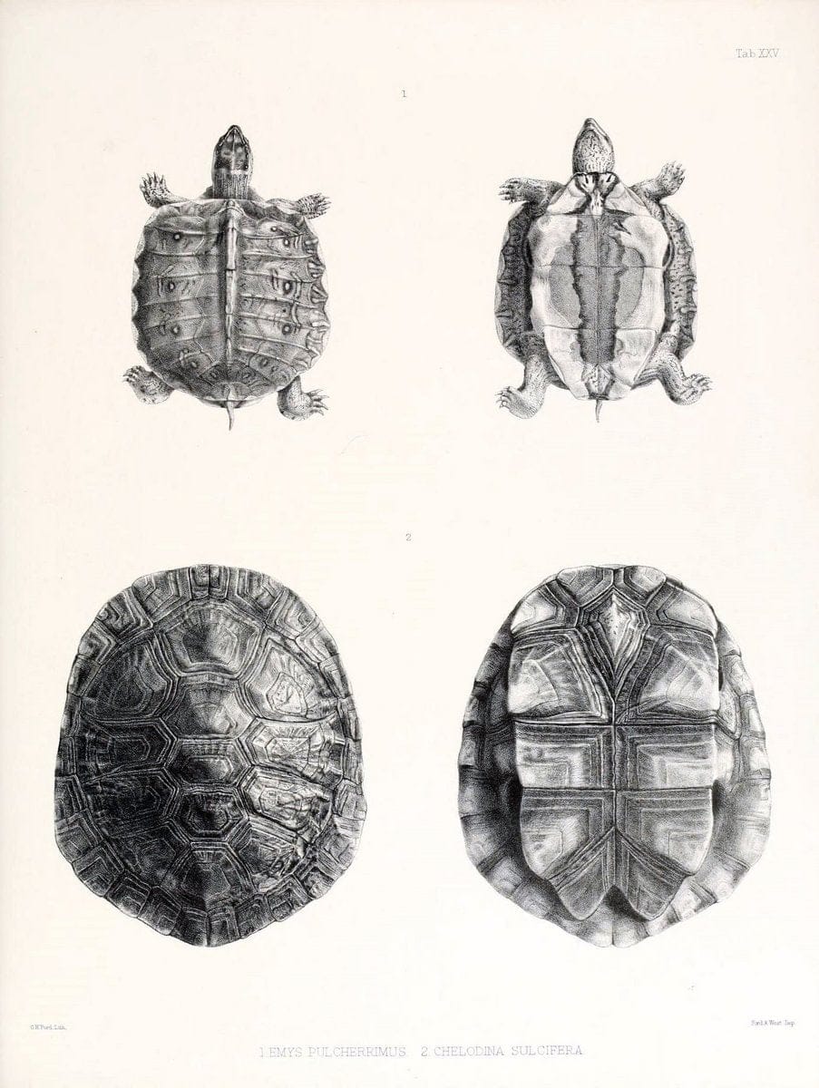 Catalogue of shield reptiles in the collection of the British Museum /.London :Printed by order of the Trustees,1855-1872.  | Vintage Print Reproduction 456124