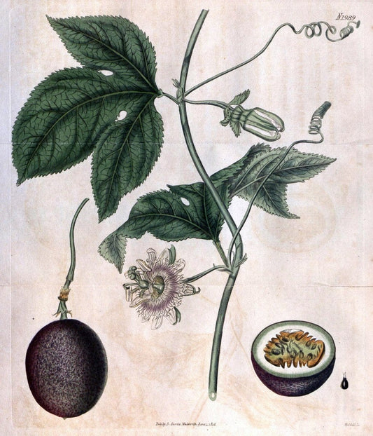Curtis's botanical magazine. London ; New York [etc.] :Academic Press [etc.]. | "Botanical illustration" Botany Periodicals "Pictorial works" "Plants, Ornamental"  | Vintage Print Reproduction 456125