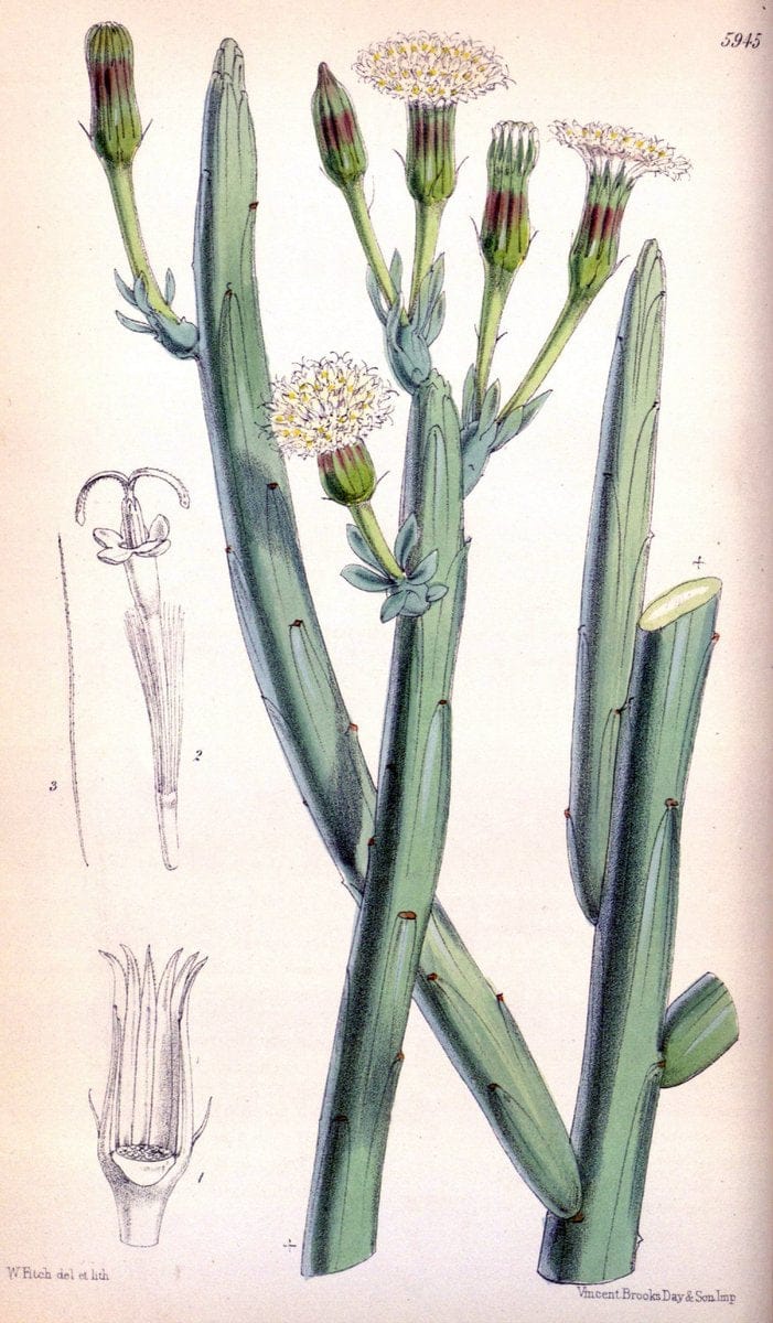 Curtis's botanical magazine. London ; New York [etc.] :Academic Press [etc.]. | "Botanical illustration" Botany Periodicals "Pictorial works" "Plants, Ornamental"  | Vintage Print Reproduction 456126