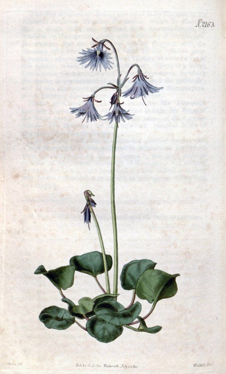 Curtis's botanical magazine. London ; New York [etc.] :Academic Press [etc.]. | "Botanical illustration" Botany Periodicals "Pictorial works" "Plants, Ornamental"  | Vintage Print Reproduction 456127