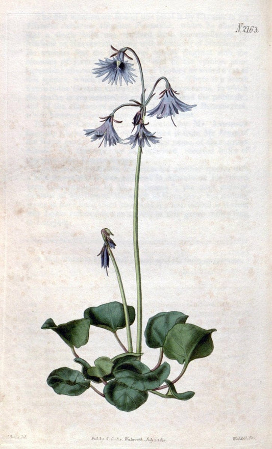 Curtis's botanical magazine. London ; New York [etc.] :Academic Press [etc.]. | "Botanical illustration" Botany Periodicals "Pictorial works" "Plants, Ornamental"  | Vintage Print Reproduction 456127