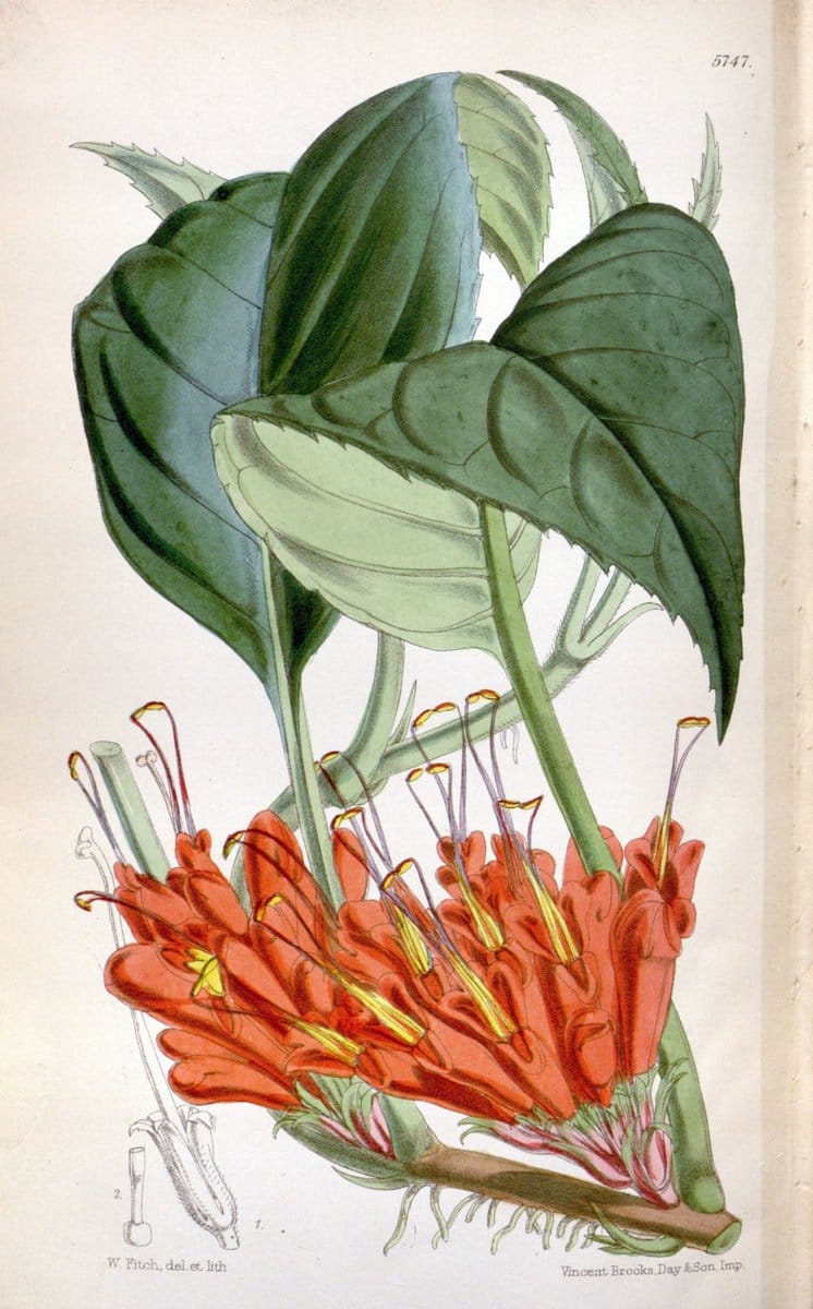 Curtis's botanical magazine. London ; New York [etc.] :Academic Press [etc.]. | "Botanical illustration" Botany Periodicals "Pictorial works" "Plants, Ornamental"  | Vintage Print Reproduction 456128