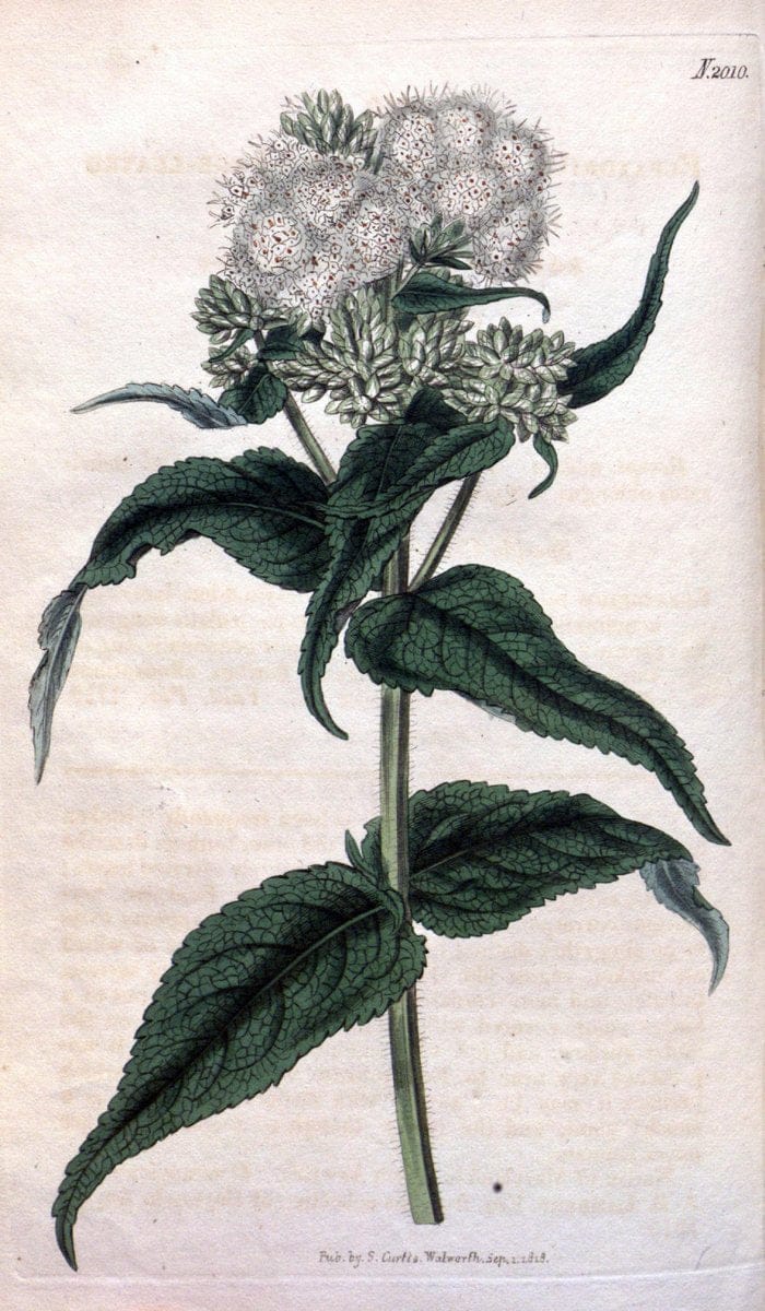 Curtis's botanical magazine. London ; New York [etc.] :Academic Press [etc.]. | "Botanical illustration" Botany Periodicals "Pictorial works" "Plants, Ornamental"  | Vintage Print Reproduction 456129