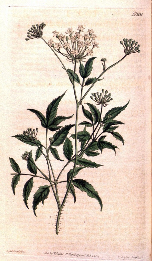 Curtis's botanical magazine. London ; New York [etc.] :Academic Press [etc.]. | "Botanical illustration" Botany Periodicals "Pictorial works" "Plants, Ornamental"  | Vintage Print Reproduction 456130