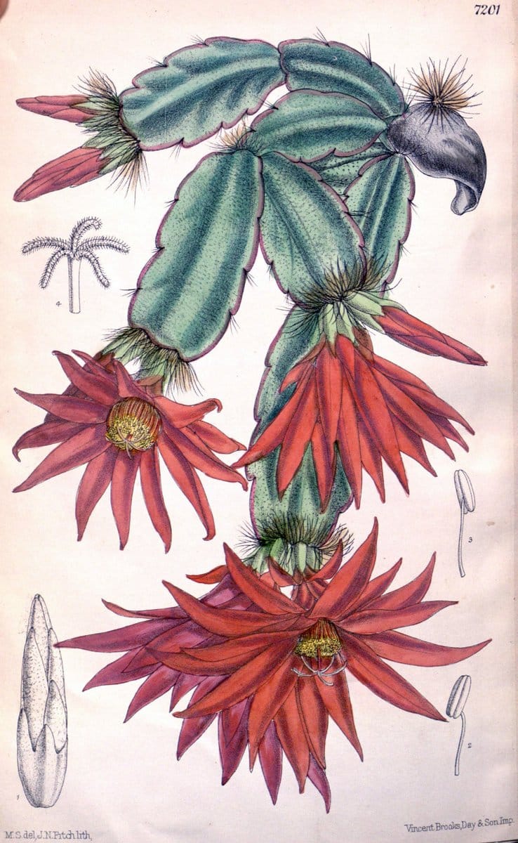 Curtis's botanical magazine. London ; New York [etc.] :Academic Press [etc.]. | "Botanical illustration" Botany Periodicals "Pictorial works" "Plants, Ornamental"  | Vintage Print Reproduction 456131