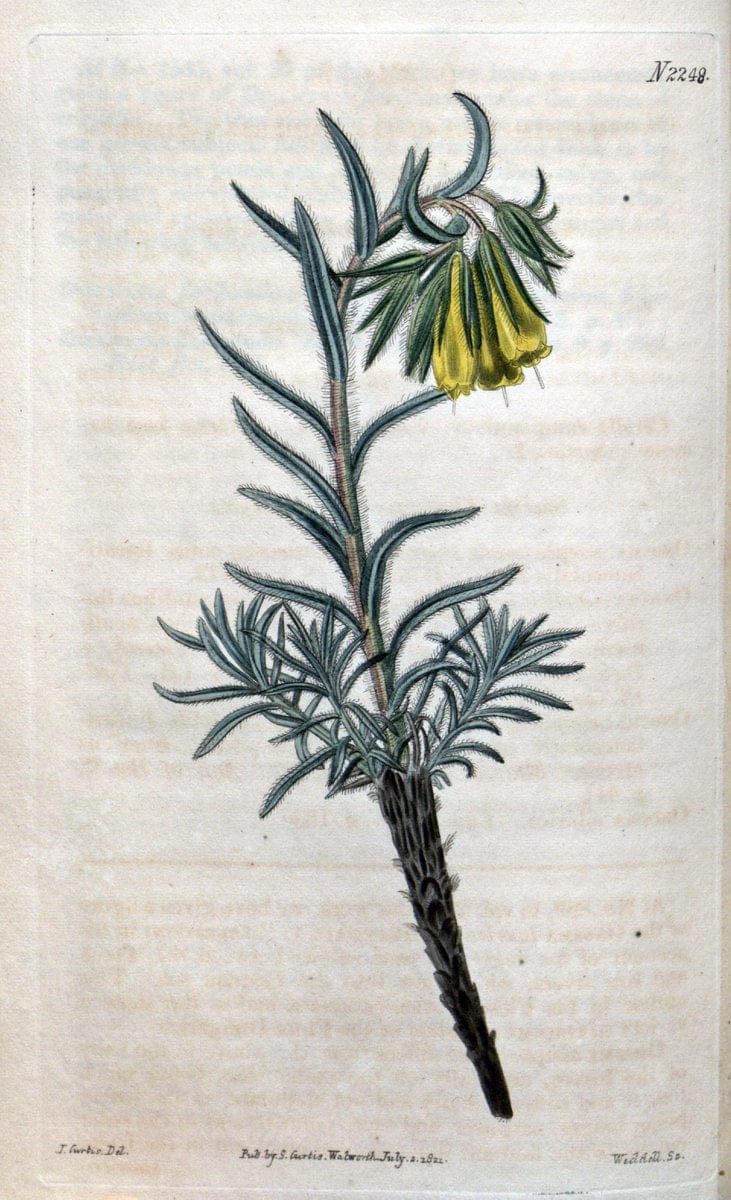 Curtis's botanical magazine. London ; New York [etc.] :Academic Press [etc.]. | "Botanical illustration" Botany Periodicals "Pictorial works" "Plants, Ornamental"  | Vintage Print Reproduction 456132