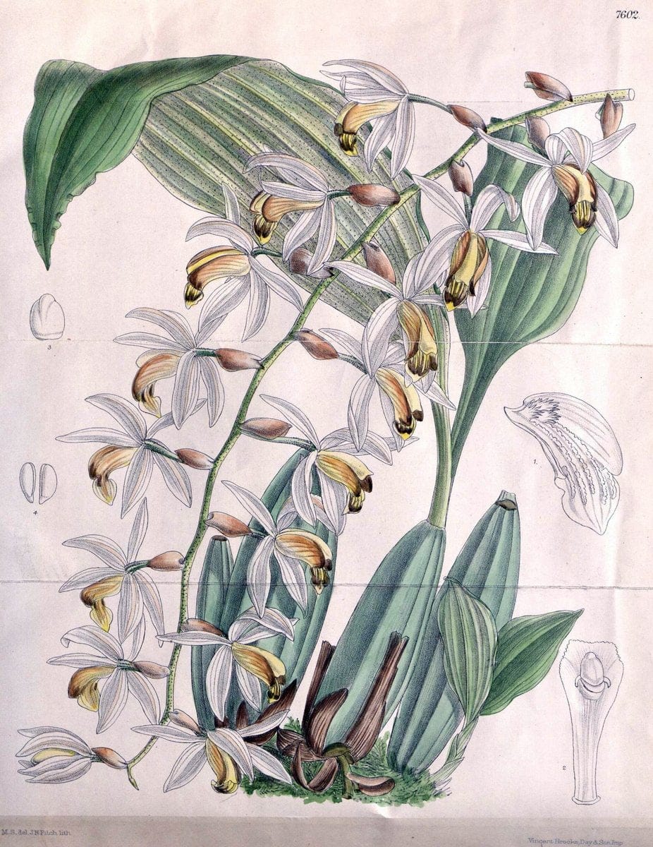 Curtis's botanical magazine. London ; New York [etc.] :Academic Press [etc.]. | "Botanical illustration" Botany Periodicals "Pictorial works" "Plants, Ornamental"  | Vintage Print Reproduction 456133