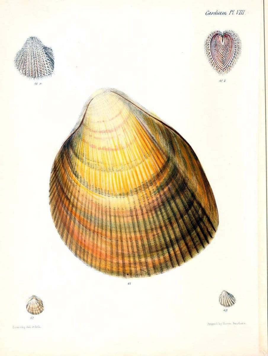 Conchologia iconica, or, Illustrations of the shells of molluscous animals /.London :Reeve, Brothers,1843-1878.. |  | Vintage Print Reproduction 456134
