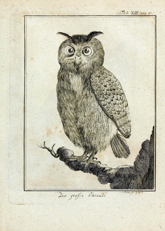 BÃ¼ffons Naturgeschichte der VÃ¶gel :.Leipzig :bey Hermann Heinrich Holle,1775-1782.. |  | Vintage Print Reproduction 456135