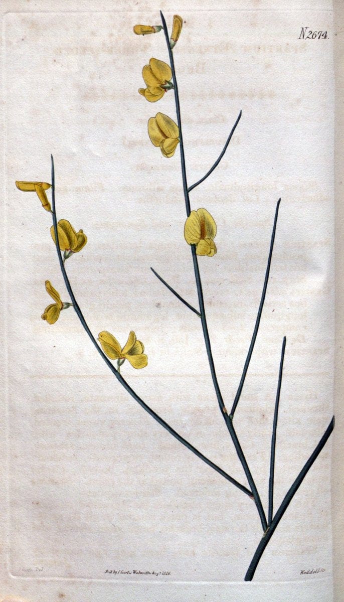 Curtis's botanical magazine. London ; New York [etc.] :Academic Press [etc.]. | "Botanical illustration" Botany Periodicals "Pictorial works" "Plants, Ornamental"  | Vintage Print Reproduction 456136