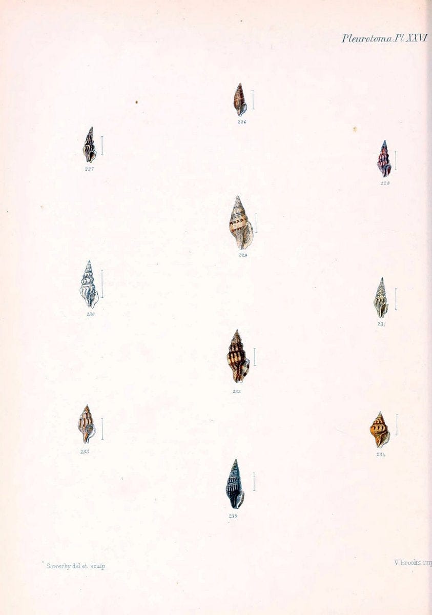 Conchologia iconica, or, Illustrations of the shells of molluscous animals. v.1London :Reeve, Brothers,1843-1878. | Mollusks "Pictorial works" Shells  | Vintage Print Reproduction 456137