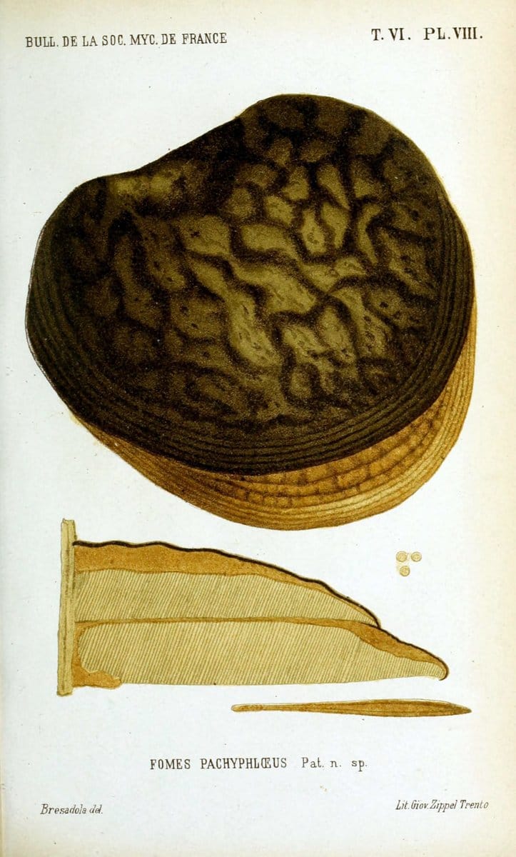 Bulletin de la SociÃ©tÃ© mycologique de France.Epinal :La SociÃ©tÃ©,1885-1903.  | France Fungi Mycology Periodicals | Vintage Print Reproduction 456138