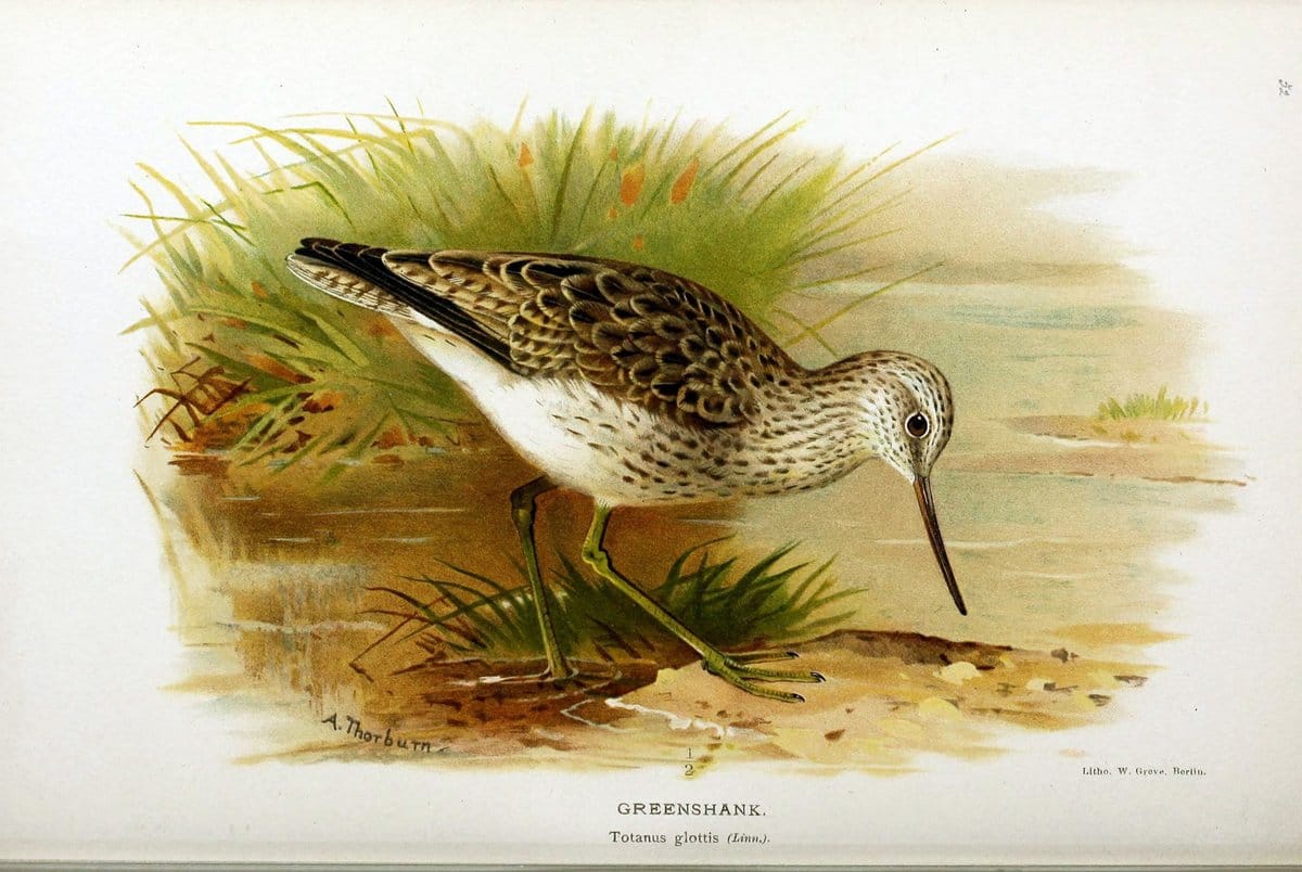 Coloured figures of the birds of the British Islands / issued by Lord Lilford. London :R | Birds "Great Britain" "Pictorial works"  | Vintage Print Reproduction 456139