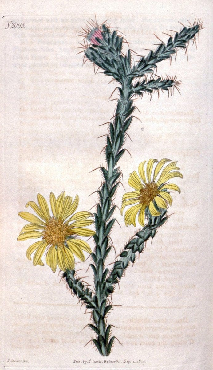 Curtis's botanical magazine. London ; New York [etc.] :Academic Press [etc.]. | "Botanical illustration" Botany Periodicals "Pictorial works" "Plants, Ornamental"  | Vintage Print Reproduction 456140