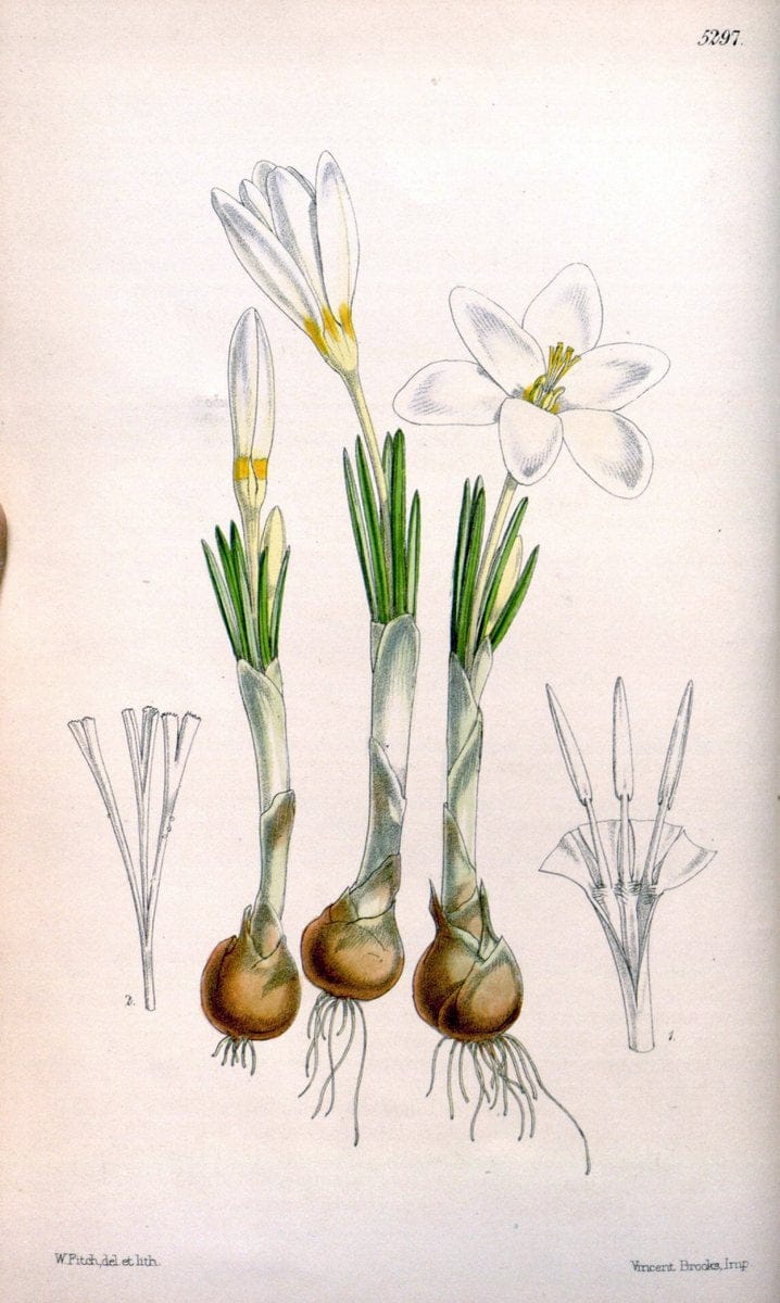 Curtis's botanical magazine. London ; New York [etc.] :Academic Press [etc.]. | "Botanical illustration" Botany Periodicals "Pictorial works" "Plants, Ornamental"  | Vintage Print Reproduction 456142