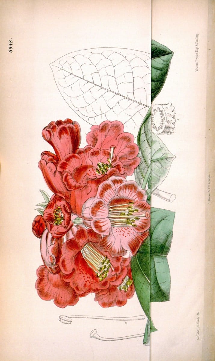 Curtis's botanical magazine. London ; New York [etc.] :Academic Press [etc.]. | "Botanical illustration" Botany Periodicals "Pictorial works" "Plants, Ornamental"  | Vintage Print Reproduction 456143