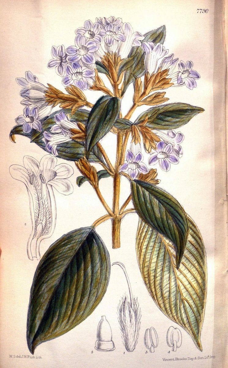 Curtis's botanical magazine. London ; New York [etc.] :Academic Press [etc.]. | "Botanical illustration" Botany Periodicals "Pictorial works" "Plants, Ornamental"  | Vintage Print Reproduction 456144