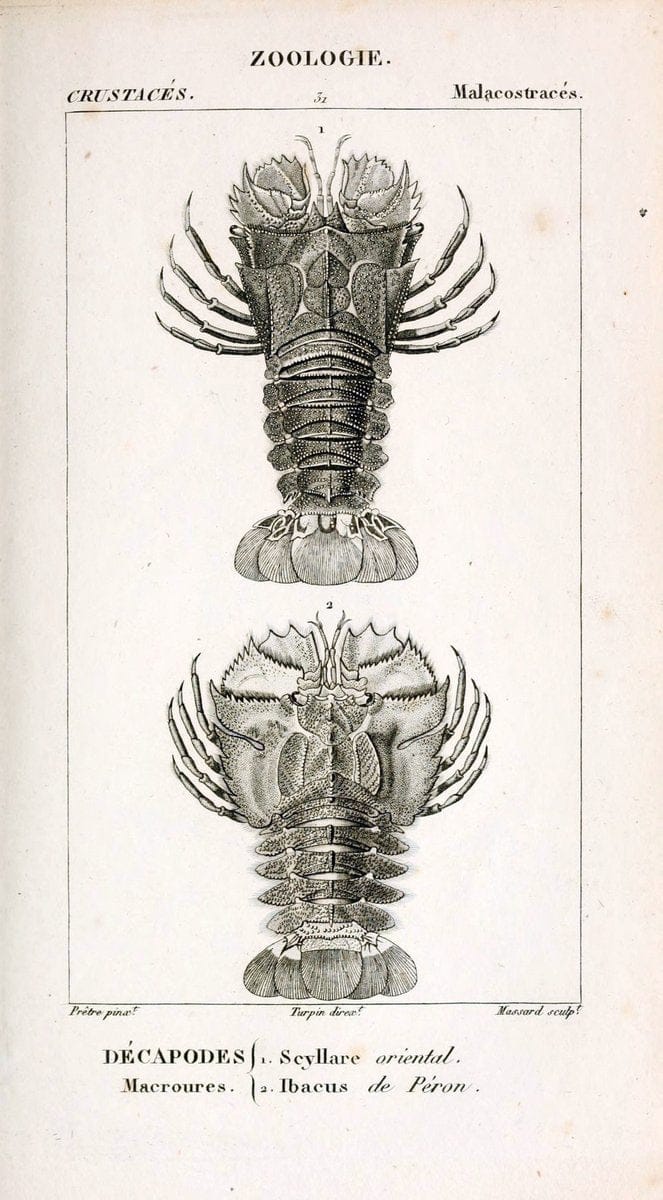 ConsidÃ©rations gÃ©nÃ©rales sur la classe des crustacÃ©s :.Paris :F.G. Levrault,1825.  | Crustacea France Zoology  | Vintage Print Reproduction 456145